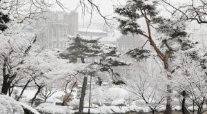 Yonsei Campus Winter